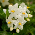 Jasmine