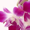 Orchid