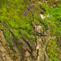 Yeast Mossy