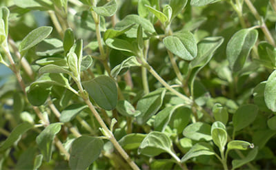 Marjoram Spanish Essential Oil
