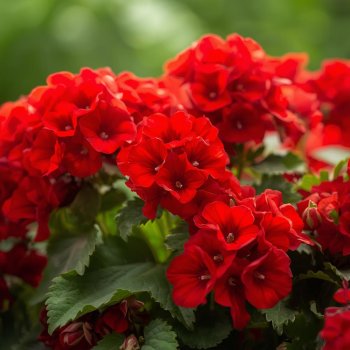 Geranium at home